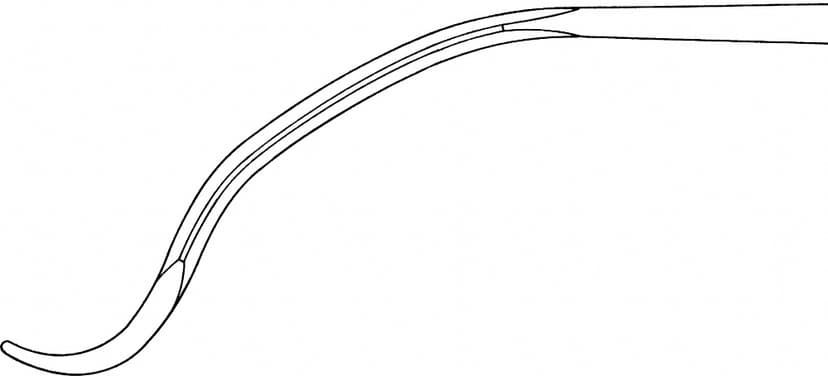 LINE DRAWING FK161R-Aesculap Article Picture (Media Manager)